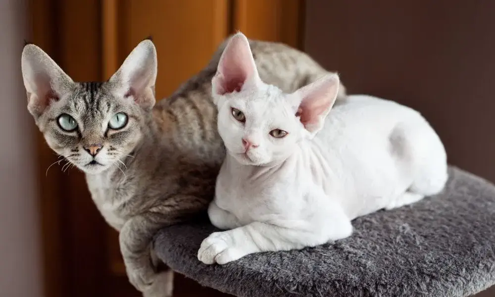 Czy Devon Rex uczula? Odkryj prawdę o hipoalergicznych kotach