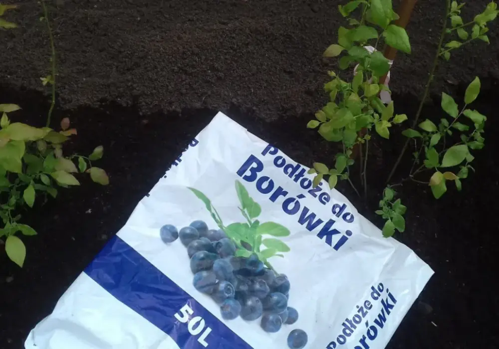 Czy borówki uczulają? Objawy alergii i co warto wiedzieć