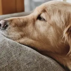 Czy golden retriever uczula? Sprawdź, zanim podejmiesz decyzję o psie