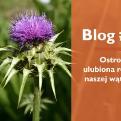 Jak zażywać ostropest mielony, aby wspierać zdrowie wątrobowe?
