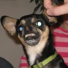 Czy chihuahua uczula? Sprawdź, czy możesz mieć alergię na psa