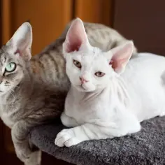 Czy Devon Rex uczula? Odkryj prawdę o hipoalergicznych kotach