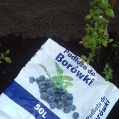 Czy borówki uczulają? Objawy alergii i co warto wiedzieć