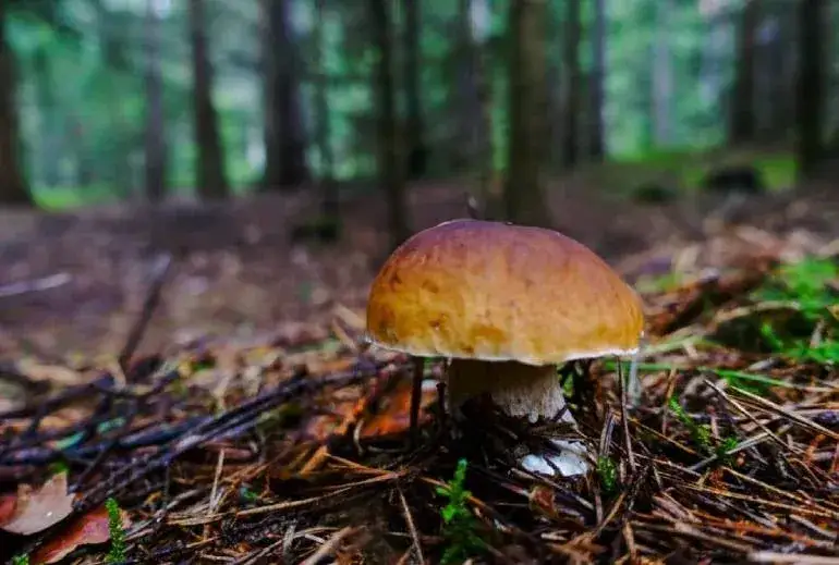 Zdjęcie Zatrucia grzybami: objawy, pierwsza pomoc i jak uniknąć zagrożenia