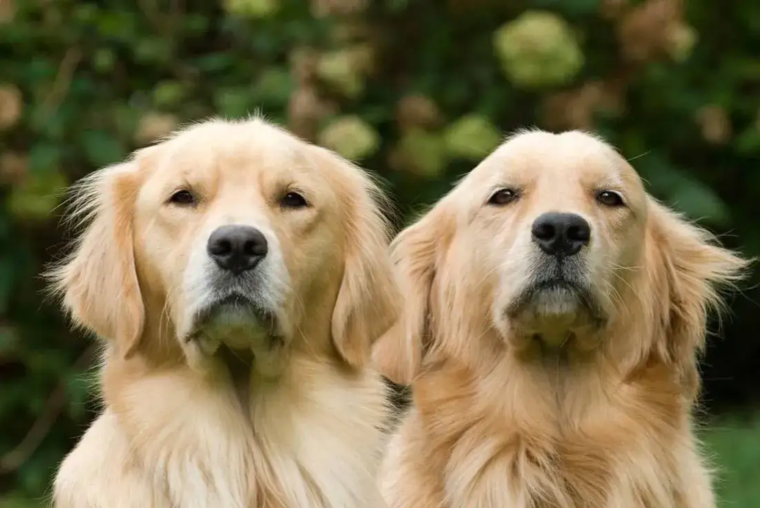 Zdjęcie Czy golden retriever uczula? Sprawdź, zanim podejmiesz decyzję o psie